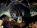   Turtle attack  